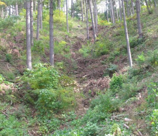 숲가꾸기, 생물다양성 증진 효과 커!