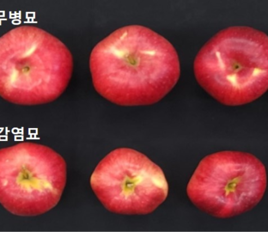 과수 바이러스와의 전쟁, 묘목 무병화 기술로 압승!