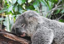 만성피로에 시달리는 현대인, 원인과 극복 방법은? koala bear sleeping on tree