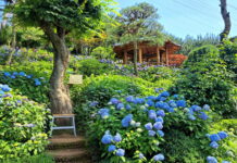 한여름의 ‘꽃물결’… 7월 수놓은 수목원·정원으로 떠나보세요!