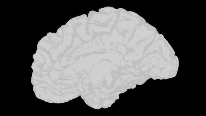 Photo by Shawn Day a white brain on a black background