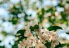 “뇌건강, 일상 속 작은 루틴에서 시작하세요” Sunlit white apple blossoms against a blurred green background.