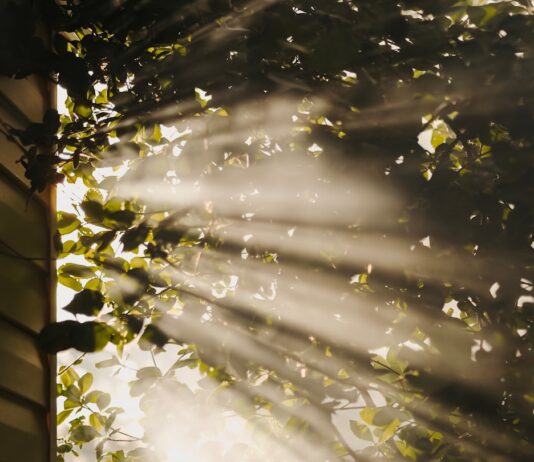 늘 피곤하다면? 만성피로 해소 위한 라이프 스타일 변화를 시도해보자 sun rays coming through trees