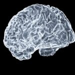 “뇌 건강, 작은 습관으로 지킨다”…일상에서 실천 가능한 브레인 케어 트렌드 주목 a close up of a human brain on a black background